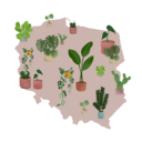 Wysyłamy rośliny na całą Polskę - Mała Szklarnia